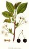 Baum Blatt Frucht von Prunus avium